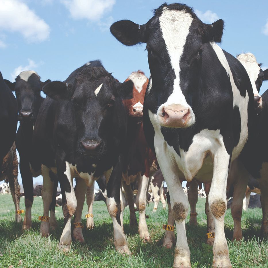 cows, field, animals, mennonite mutual insurance